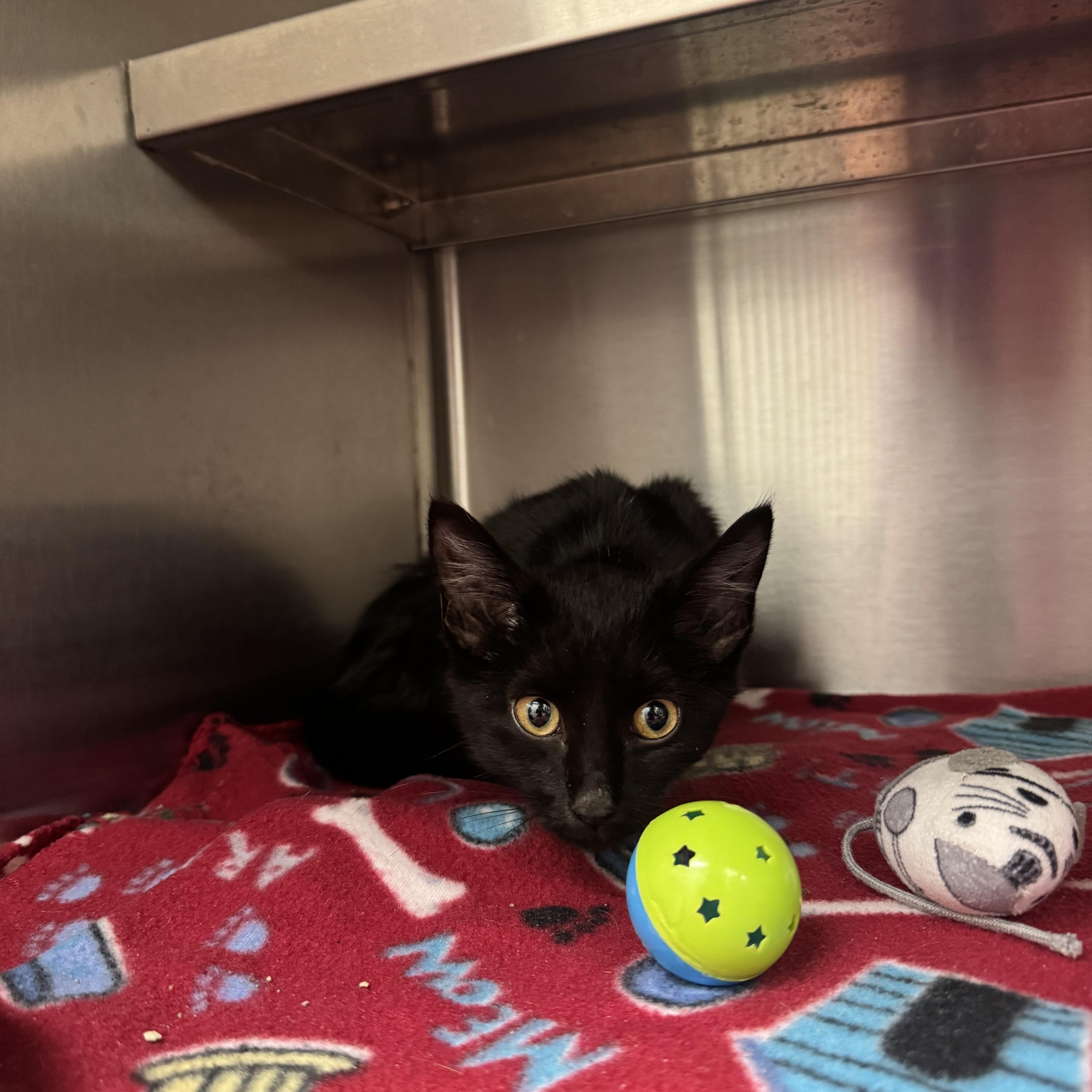 Enlarge Rocky, a ADOPTABLE Domestic Short Hair in Liberty, MO image 2/3