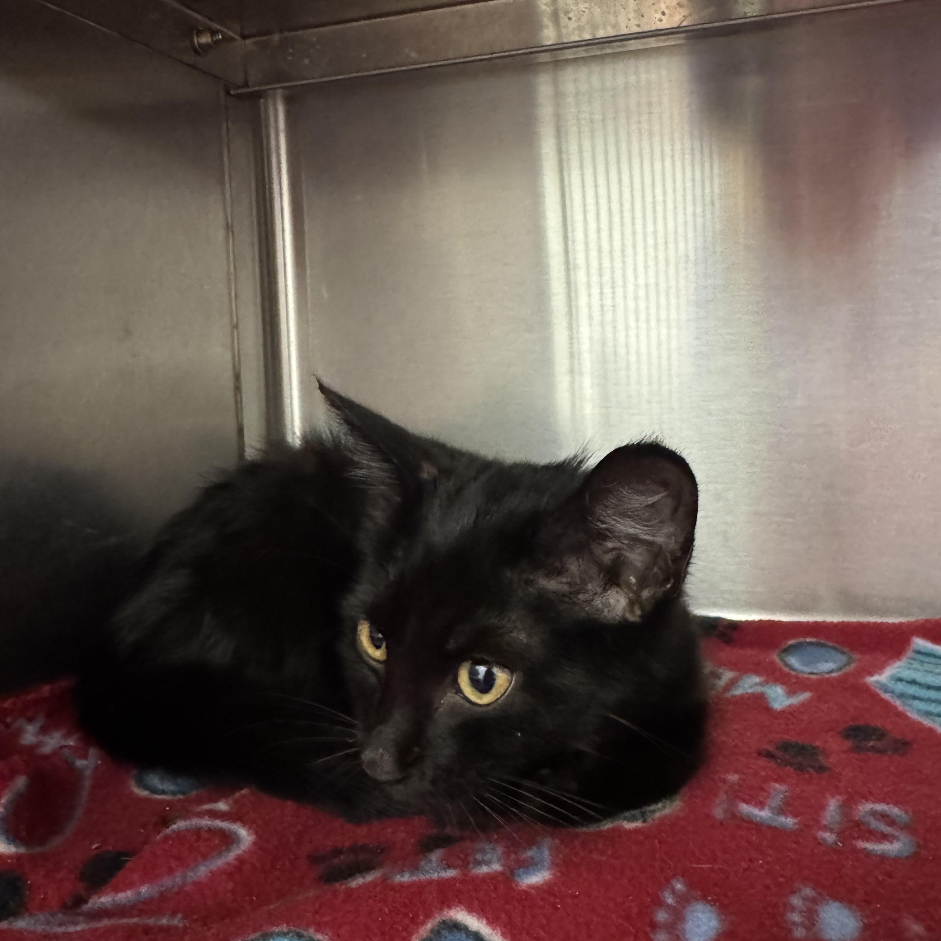 Enlarge Rocky, a ADOPTABLE Domestic Short Hair in Liberty, MO image 3/3