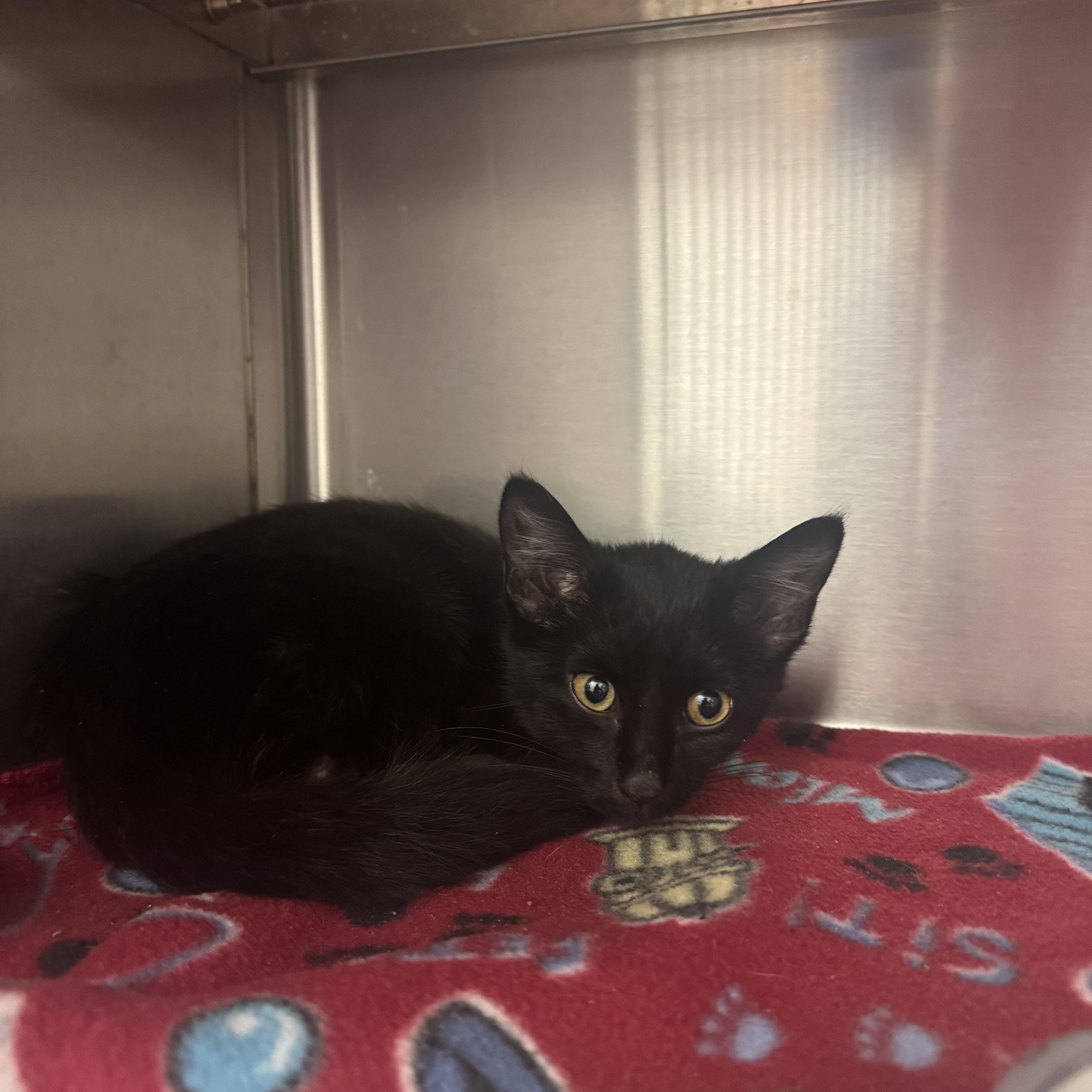 Enlarge Rocky, a ADOPTABLE Domestic Short Hair in Liberty, MO image 1/3