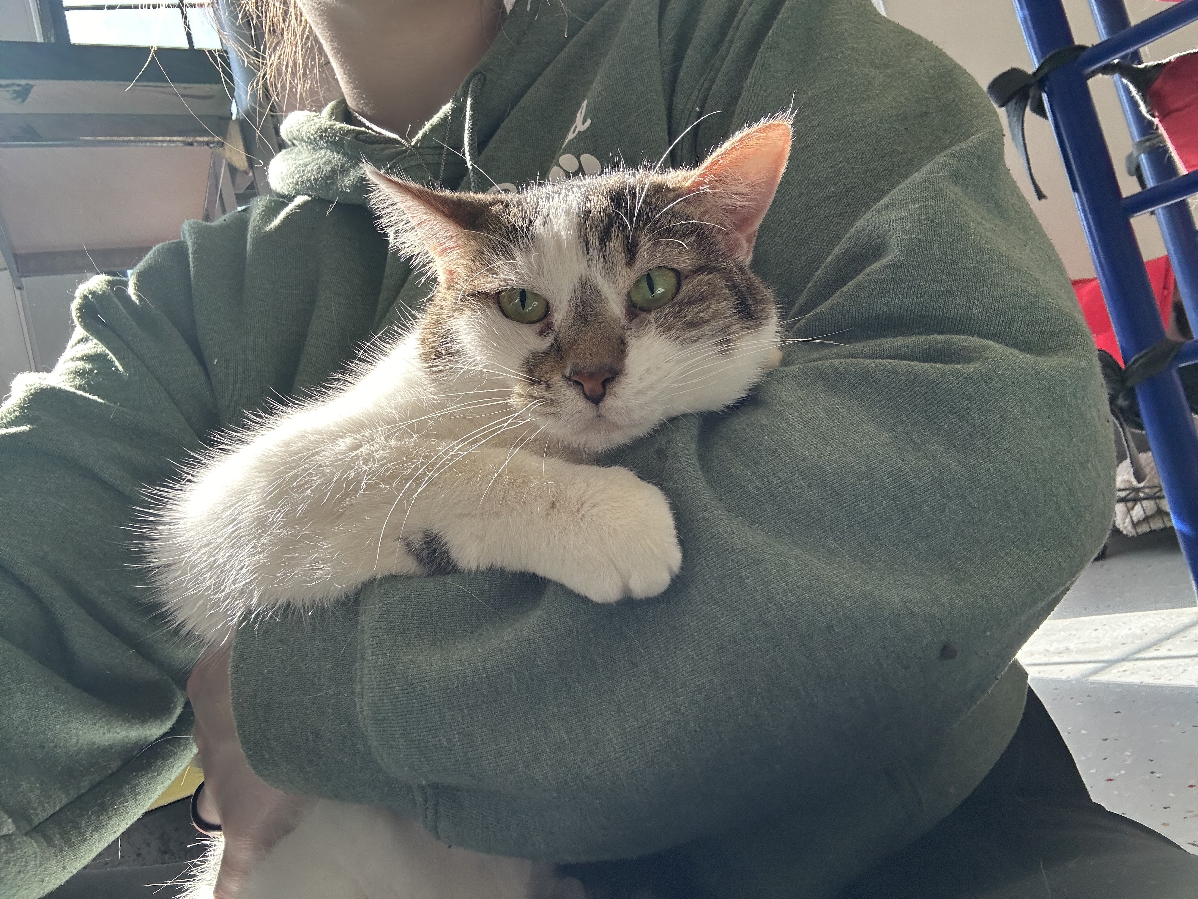 Enlarge Delta, a Adoptable Domestic Short Hair in Lansing, MI image 1/1