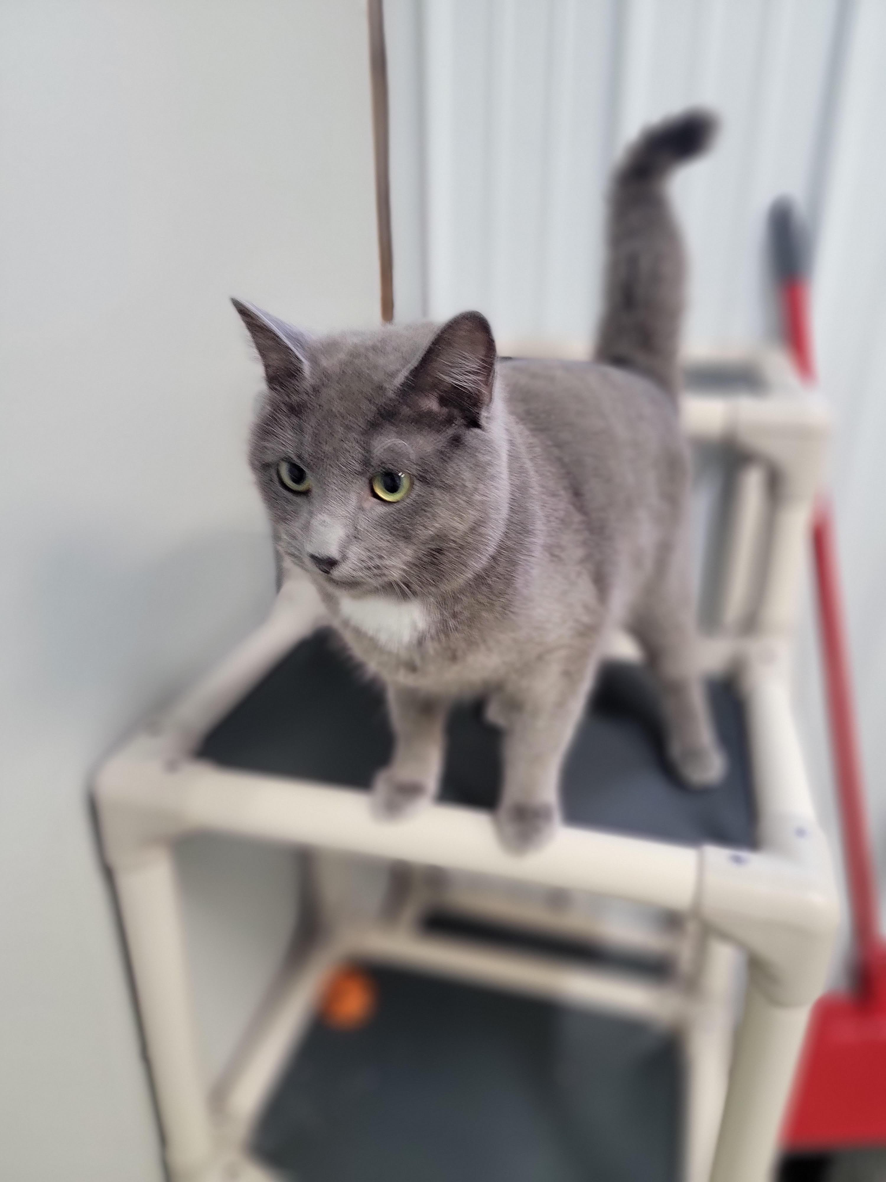 Oliver, ADOPTABLE, Young Male American Shorthair.