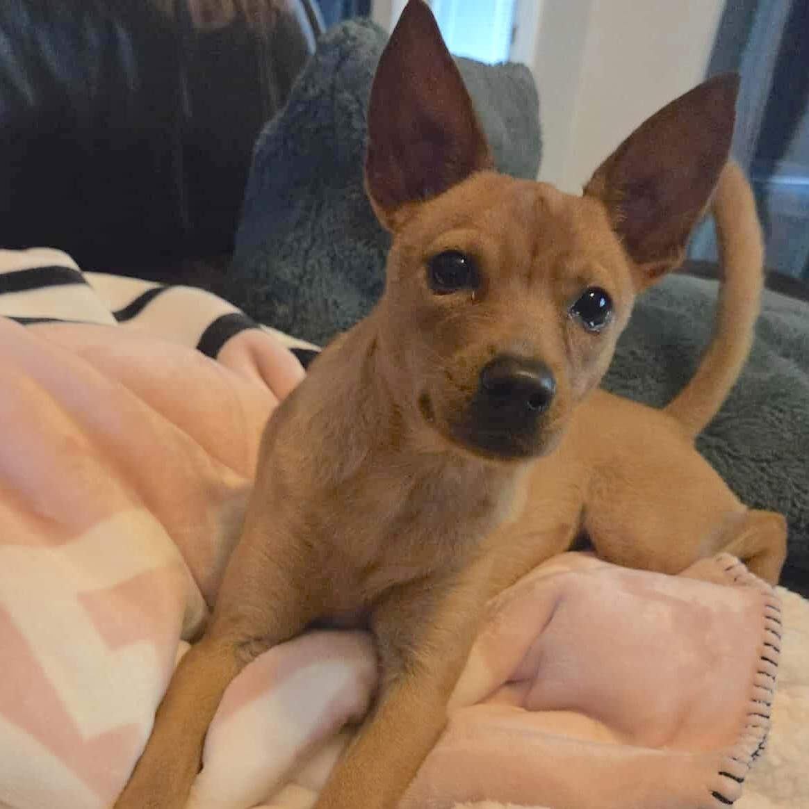 Enlarge Cardi, an adopted mixed breed in Brattleboro, VT image 1/6