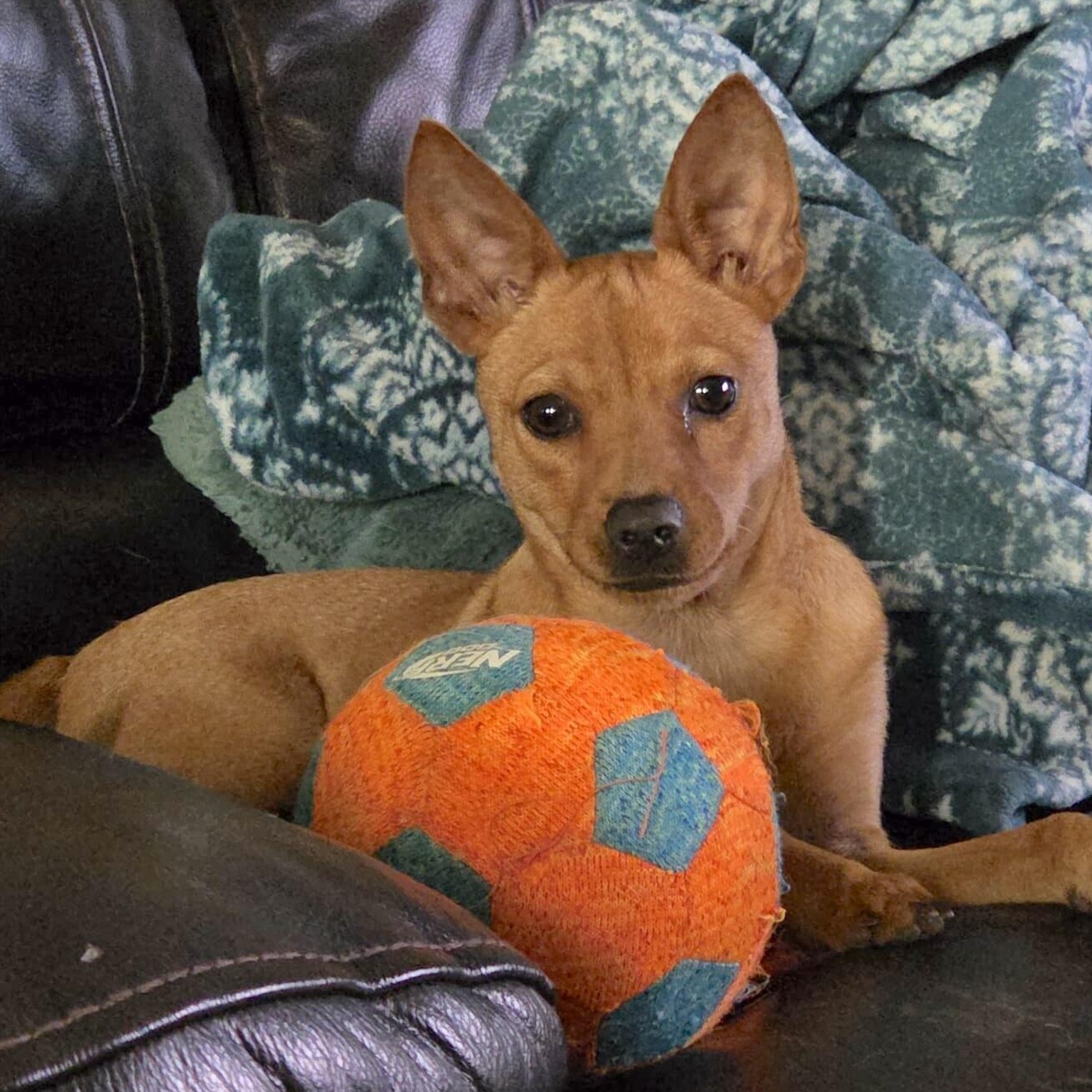 Enlarge Cardi, an adopted mixed breed in Brattleboro, VT image 2/6