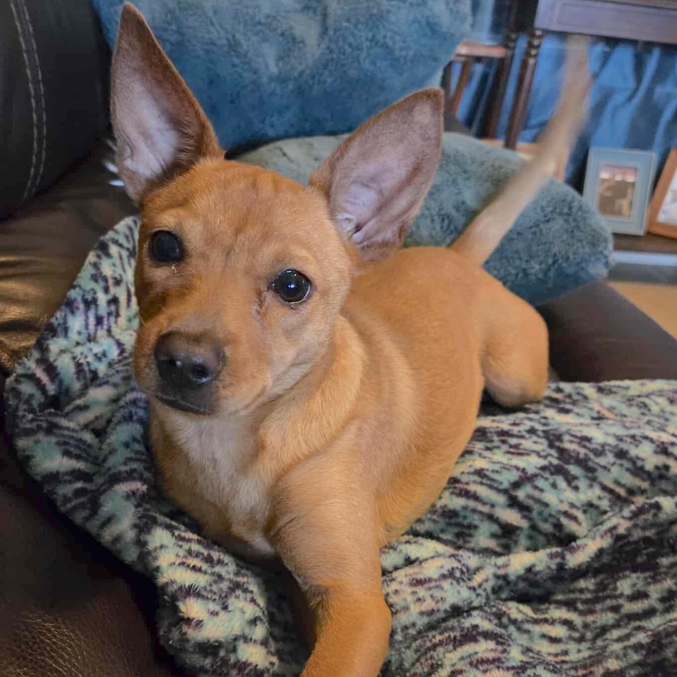 Enlarge Cardi, an adopted mixed breed in Brattleboro, VT image 3/6