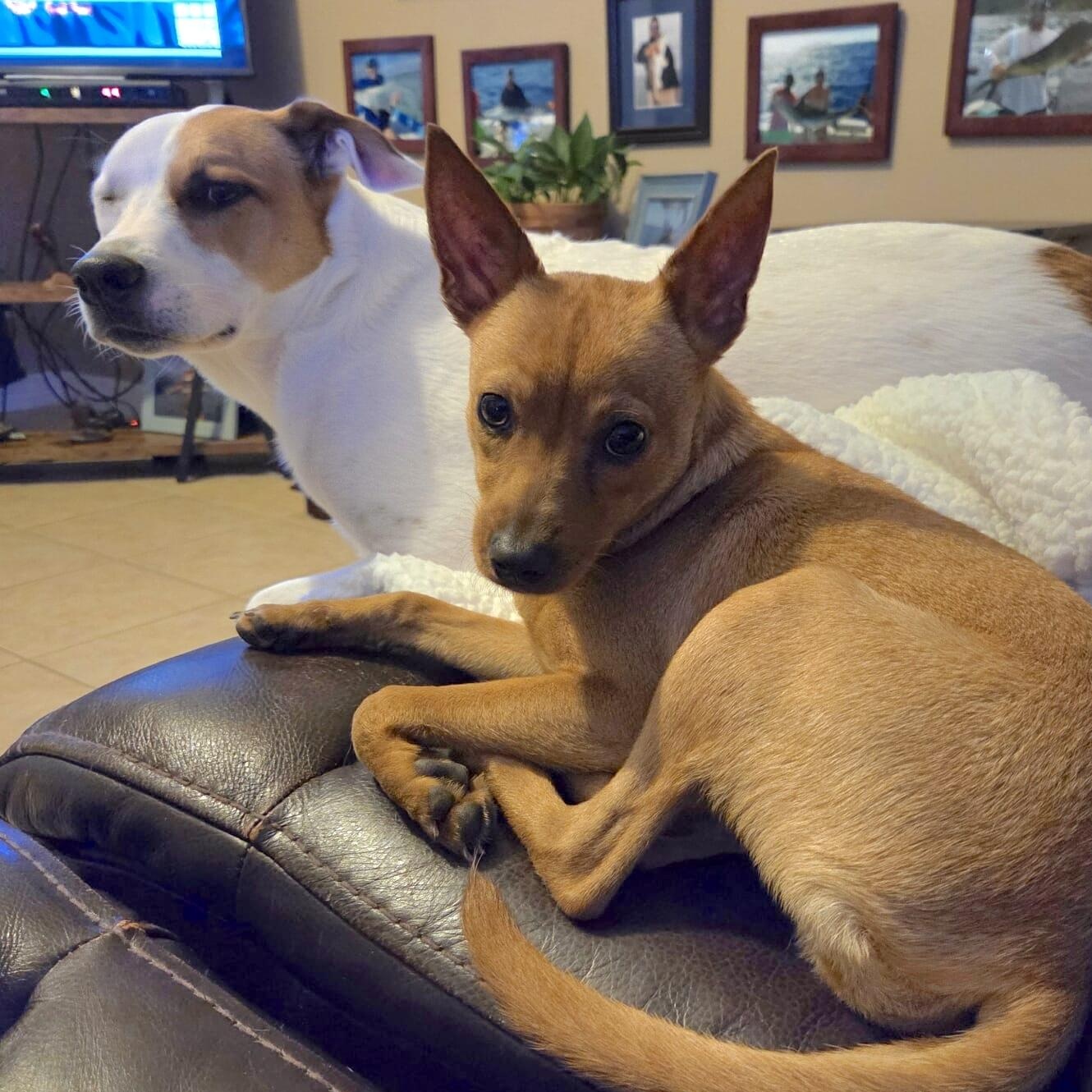 Enlarge Cardi, an adopted mixed breed in Brattleboro, VT image 4/6