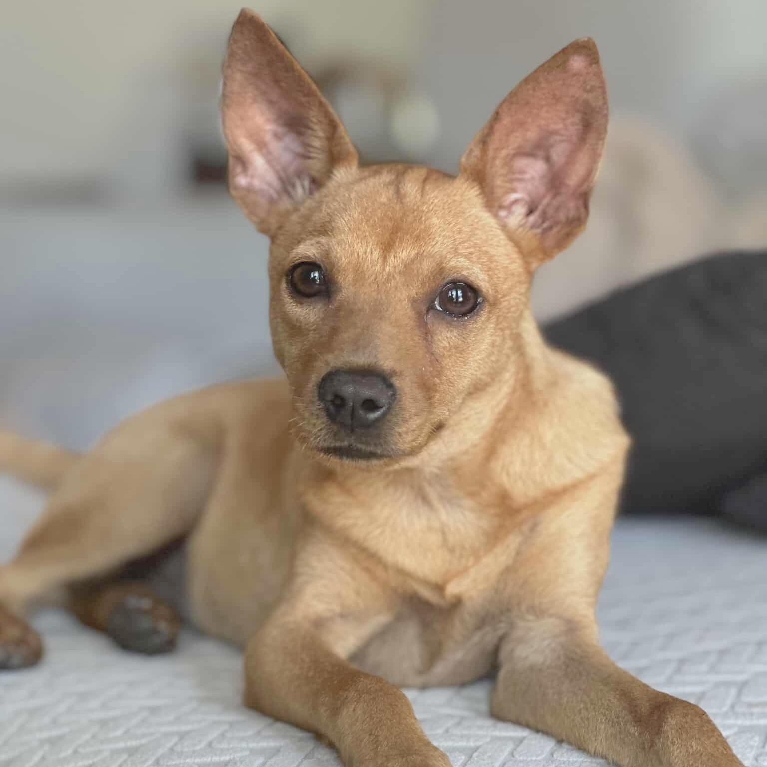 Enlarge Cardi, an adopted mixed breed in Brattleboro, VT image 6/6