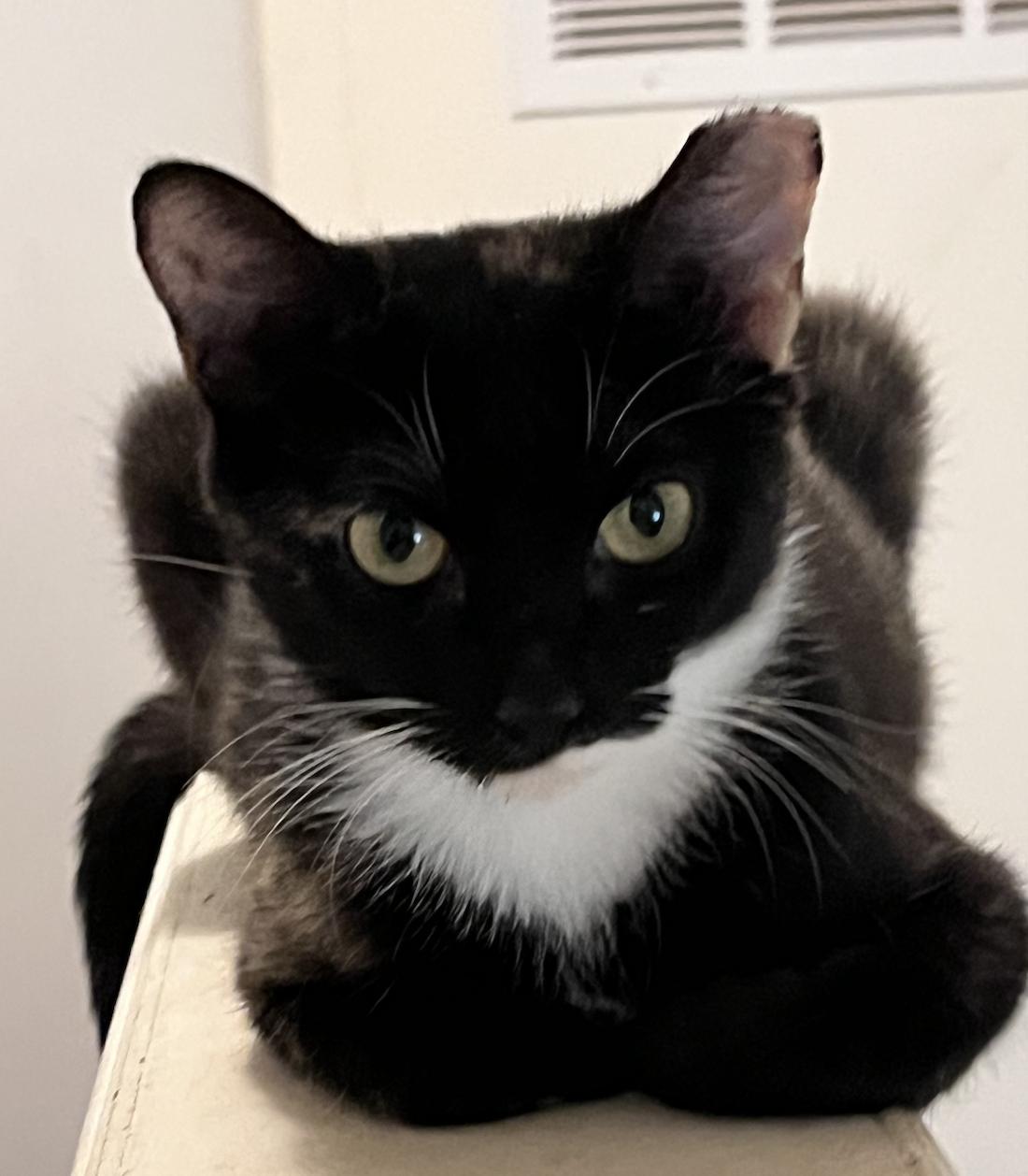 Onyx, Adoptable, Young Female Domestic Short Hair & Tortoiseshell.