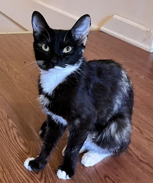 Enlarge Onyx, a Adoptable mixed breed in Decatur, GA image 2/3