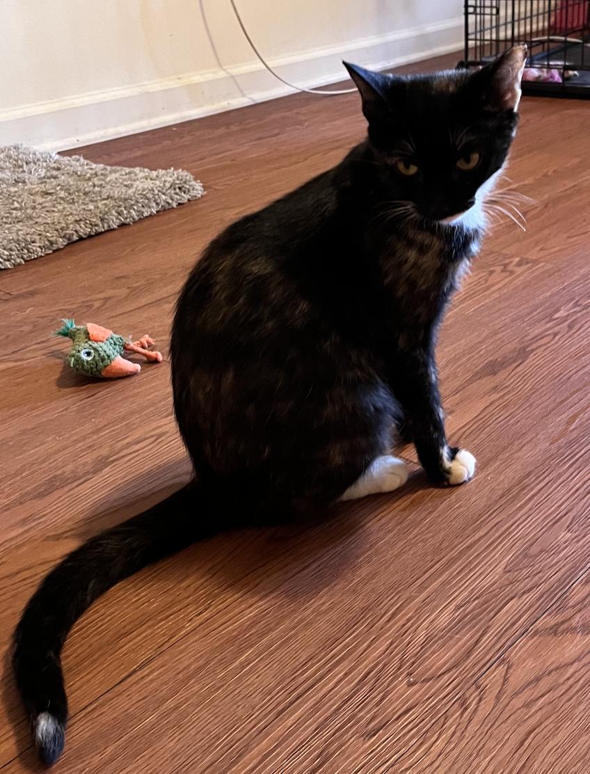 Enlarge Onyx, a Adoptable mixed breed in Decatur, GA image 3/3