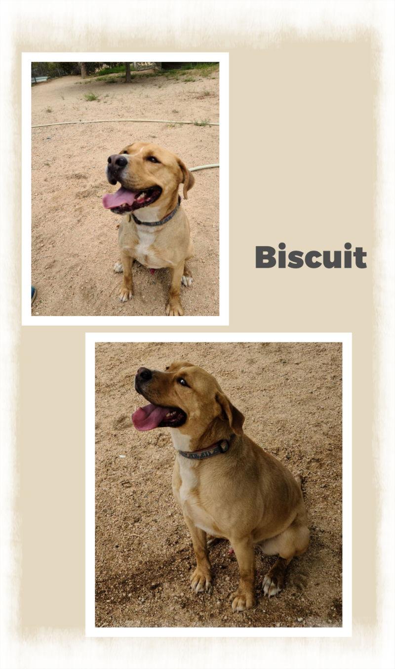 Biscuit, Adoptable, Adult Male Labrador Retriever.