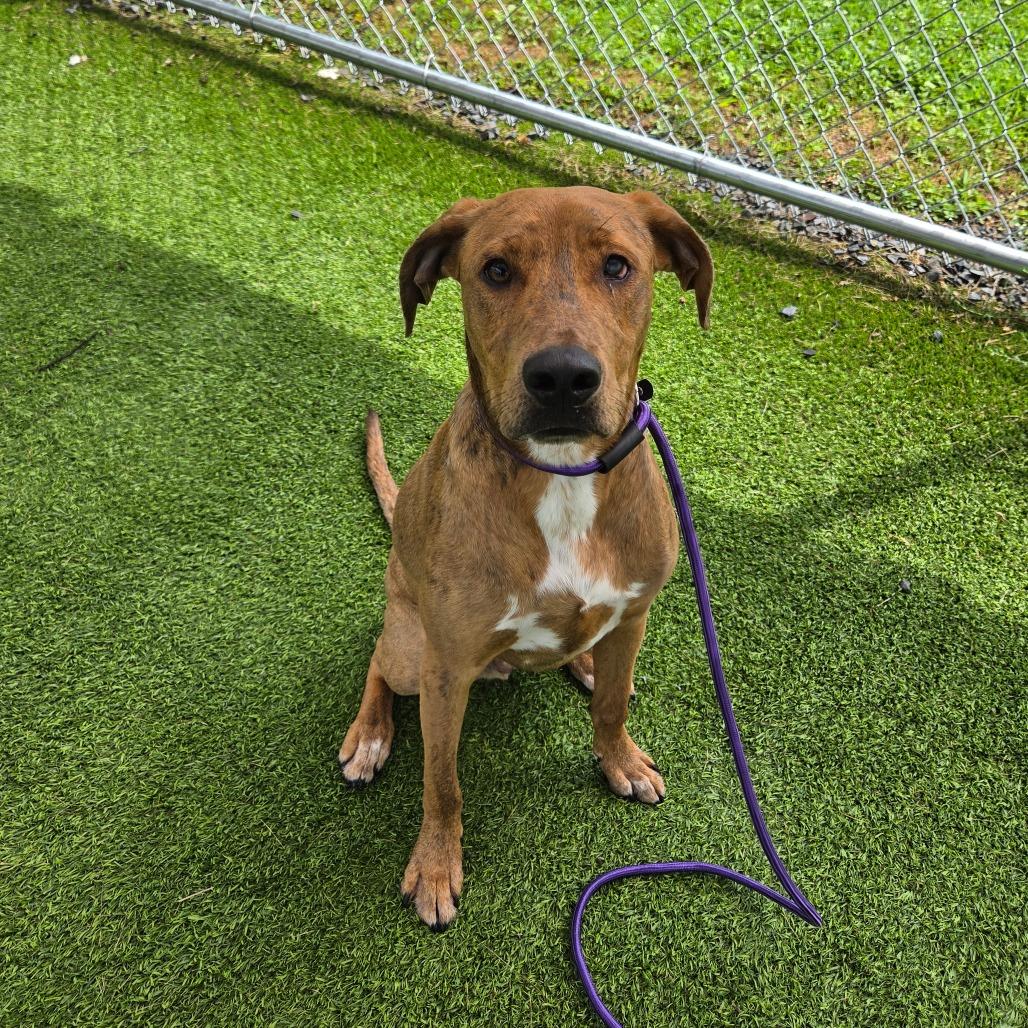 Ian, Adoptable, Young Male Catahoula Leopard Dog & Mixed Breed.