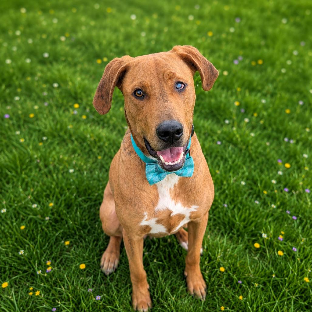 Enlarge Ian, a Adoptable mixed breed in Binghamton, NY image 2/6