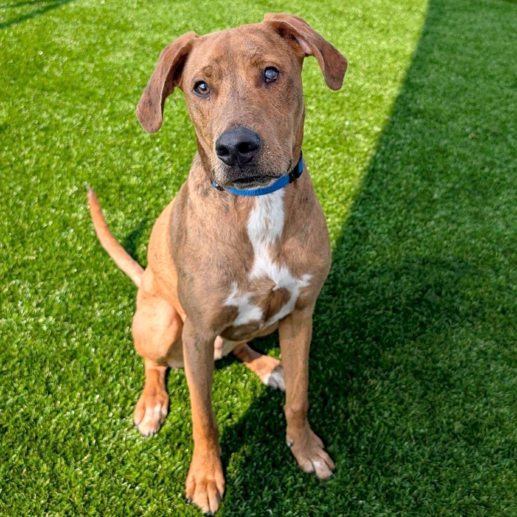 Enlarge Ian, a Adoptable mixed breed in Binghamton, NY image 3/6