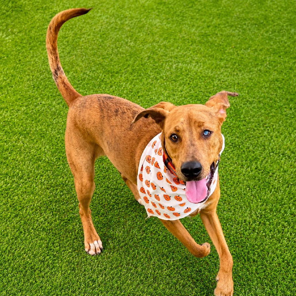 Enlarge Ian, a Adoptable mixed breed in Binghamton, NY image 4/6