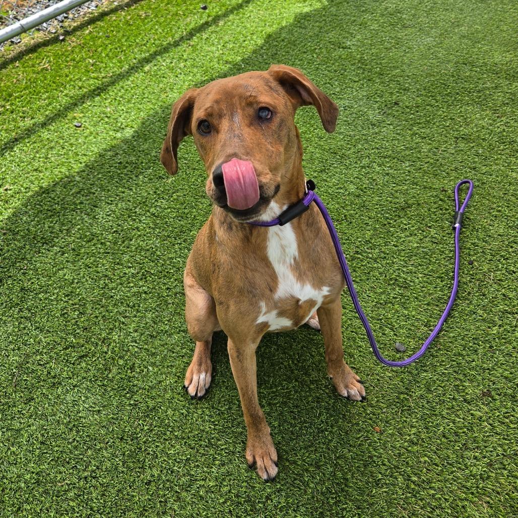 Enlarge Ian, a Adoptable mixed breed in Binghamton, NY image 5/6