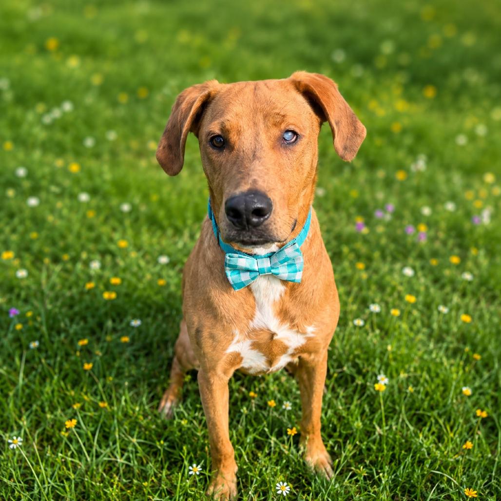 Enlarge Ian, a Adoptable mixed breed in Binghamton, NY image 6/6