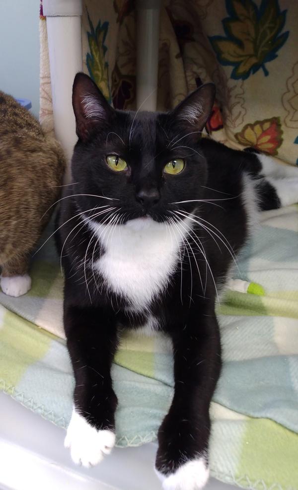 Enlarge Dean, a Adoptable mixed breed in Canton, GA image 1/1