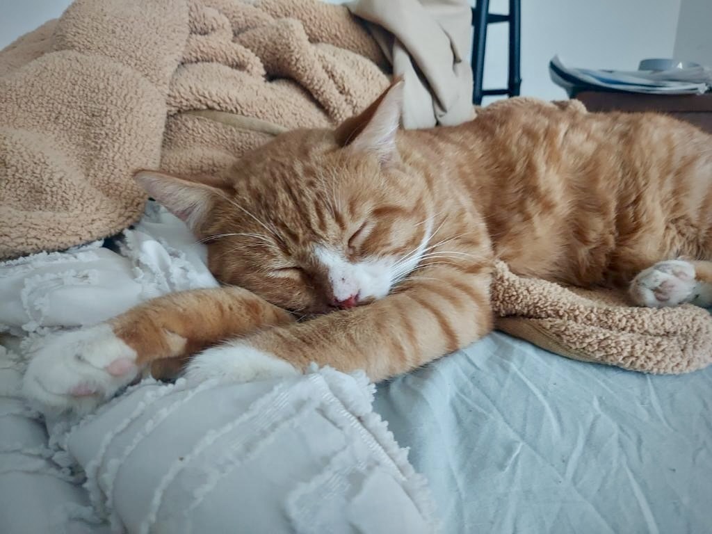 Enlarge TEDDY, a Adopted Tabby in BEVERLY HILLS, CA image 1/3