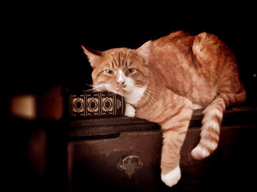 Enlarge TEDDY, a Adopted Tabby in BEVERLY HILLS, CA image 2/3