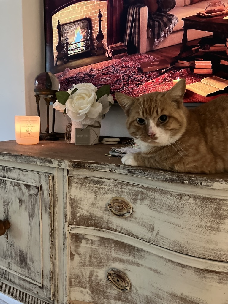 Enlarge TEDDY, a Adopted Tabby in BEVERLY HILLS, CA image 3/3