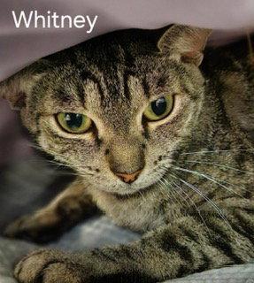 Whitney, Adoptable, Young Female Tabby & Domestic Short Hair.