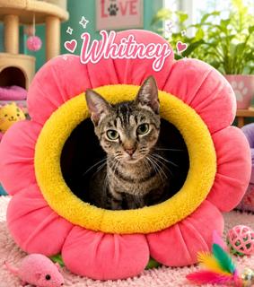 Enlarge Whitney, a Adoptable mixed breed in Oakland Park, FL image 2/3