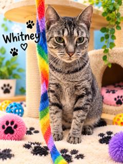 Enlarge Whitney, a Adoptable mixed breed in Oakland Park, FL image 3/3