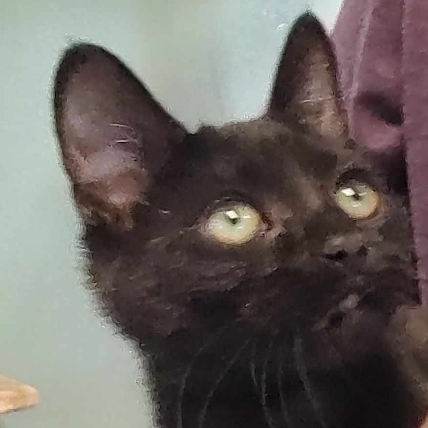 Fennel
