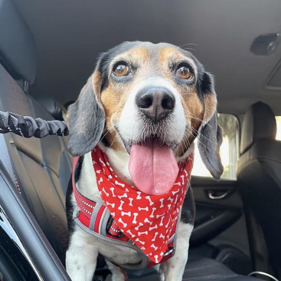Penny, Adoptable, Senior Female Beagle.