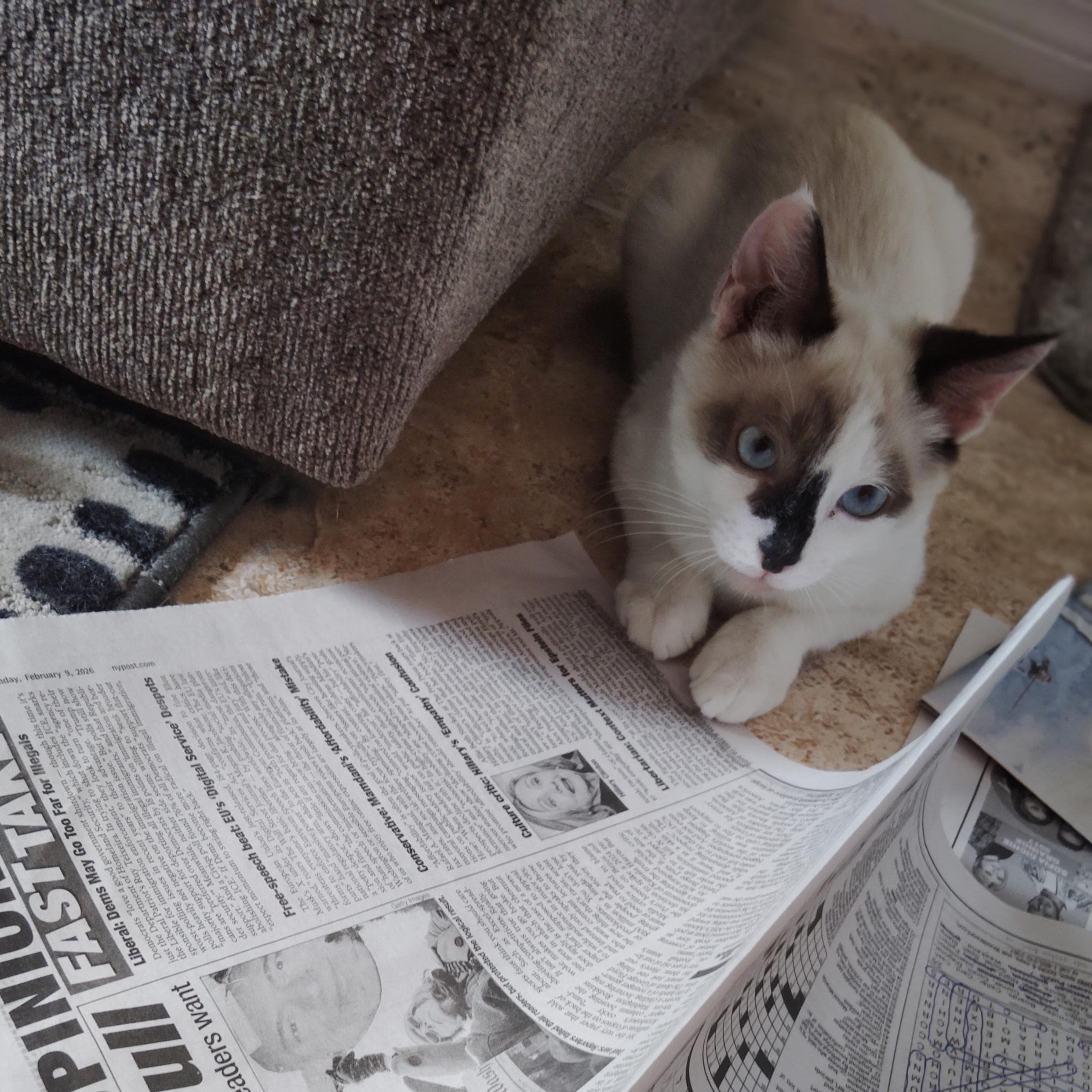 Enlarge Santy, an adopted Siamese in Boston, MA image 3/5