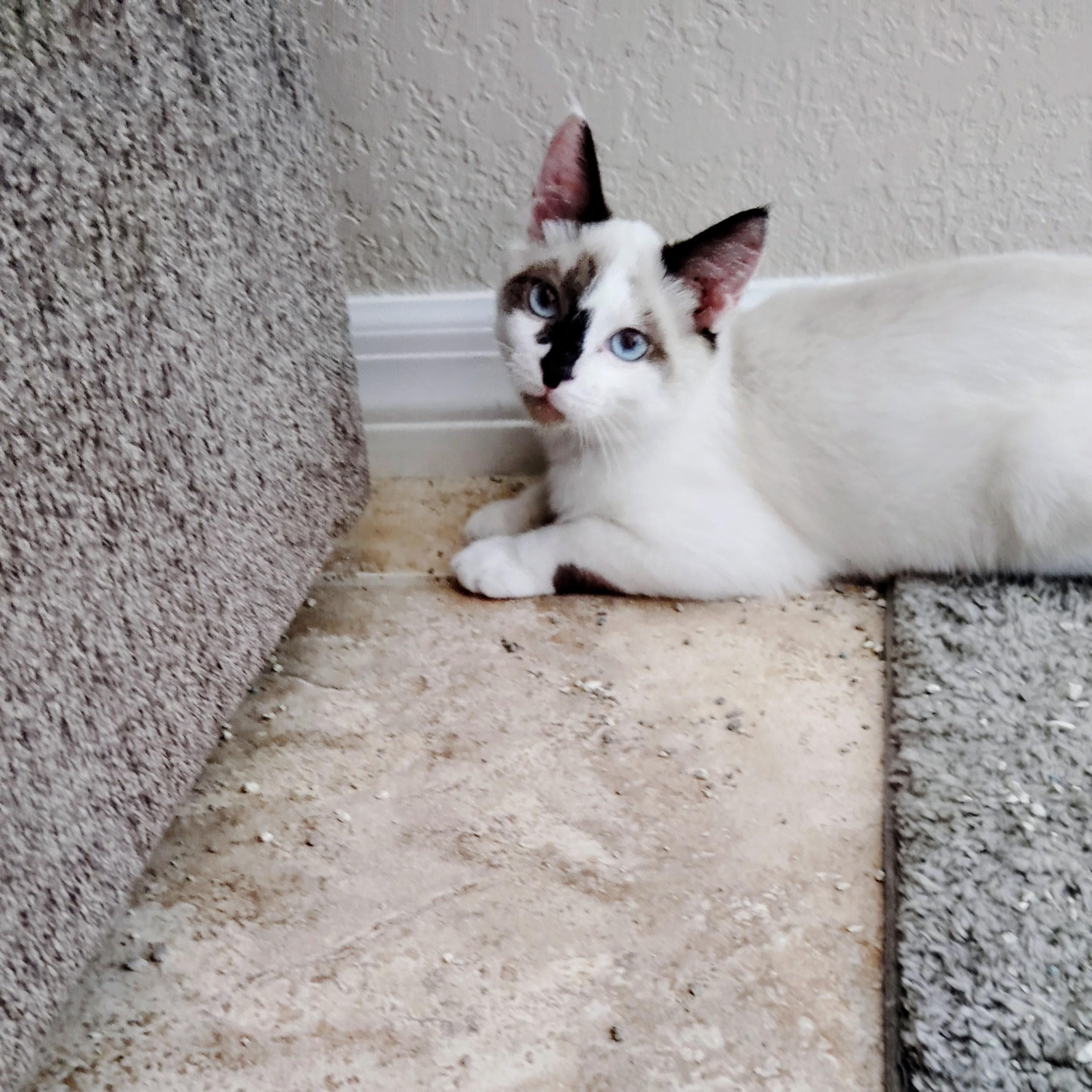 Enlarge Santy, an adopted Siamese in Boston, MA image 1/5