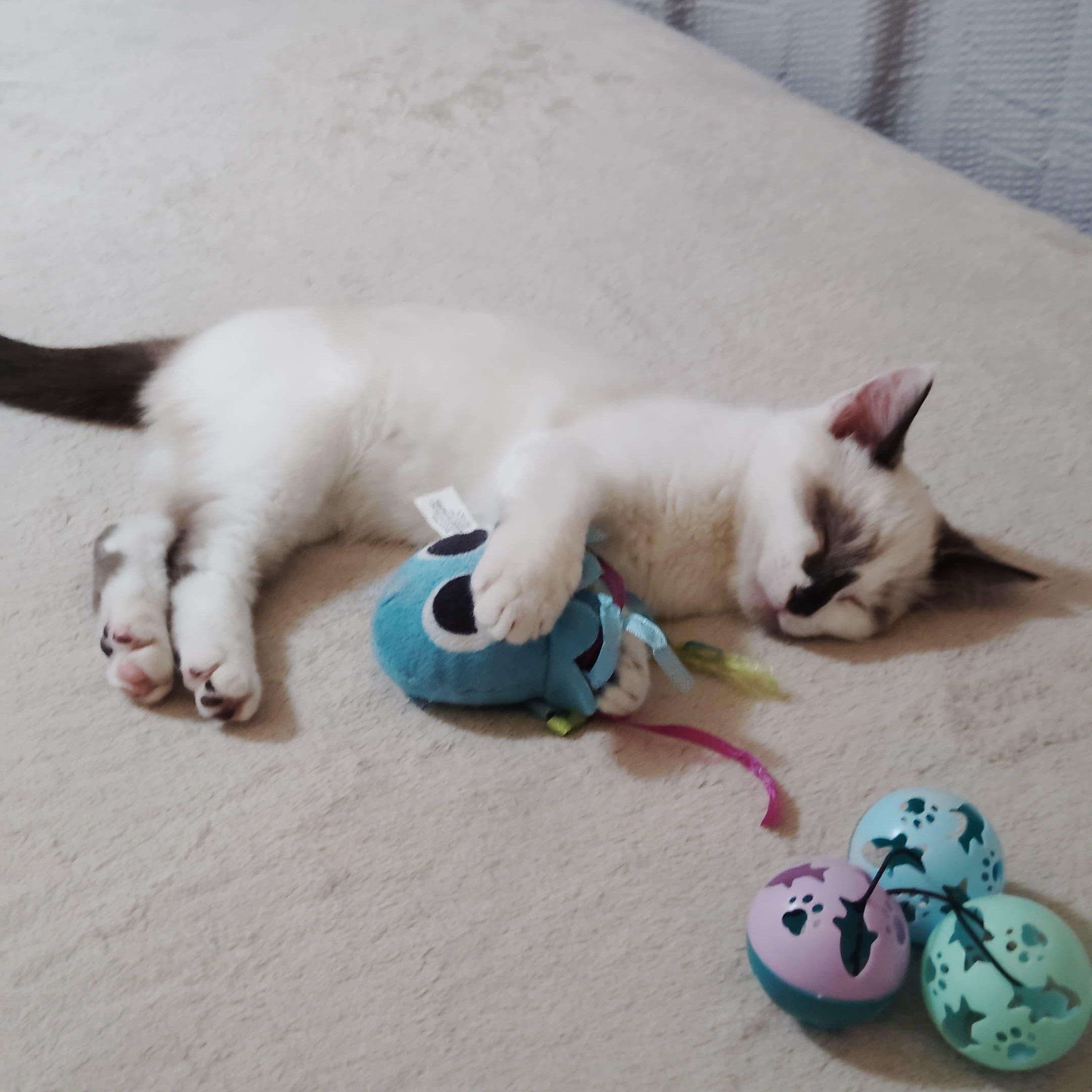 Enlarge Santy, an adopted Siamese in Boston, MA image 2/5