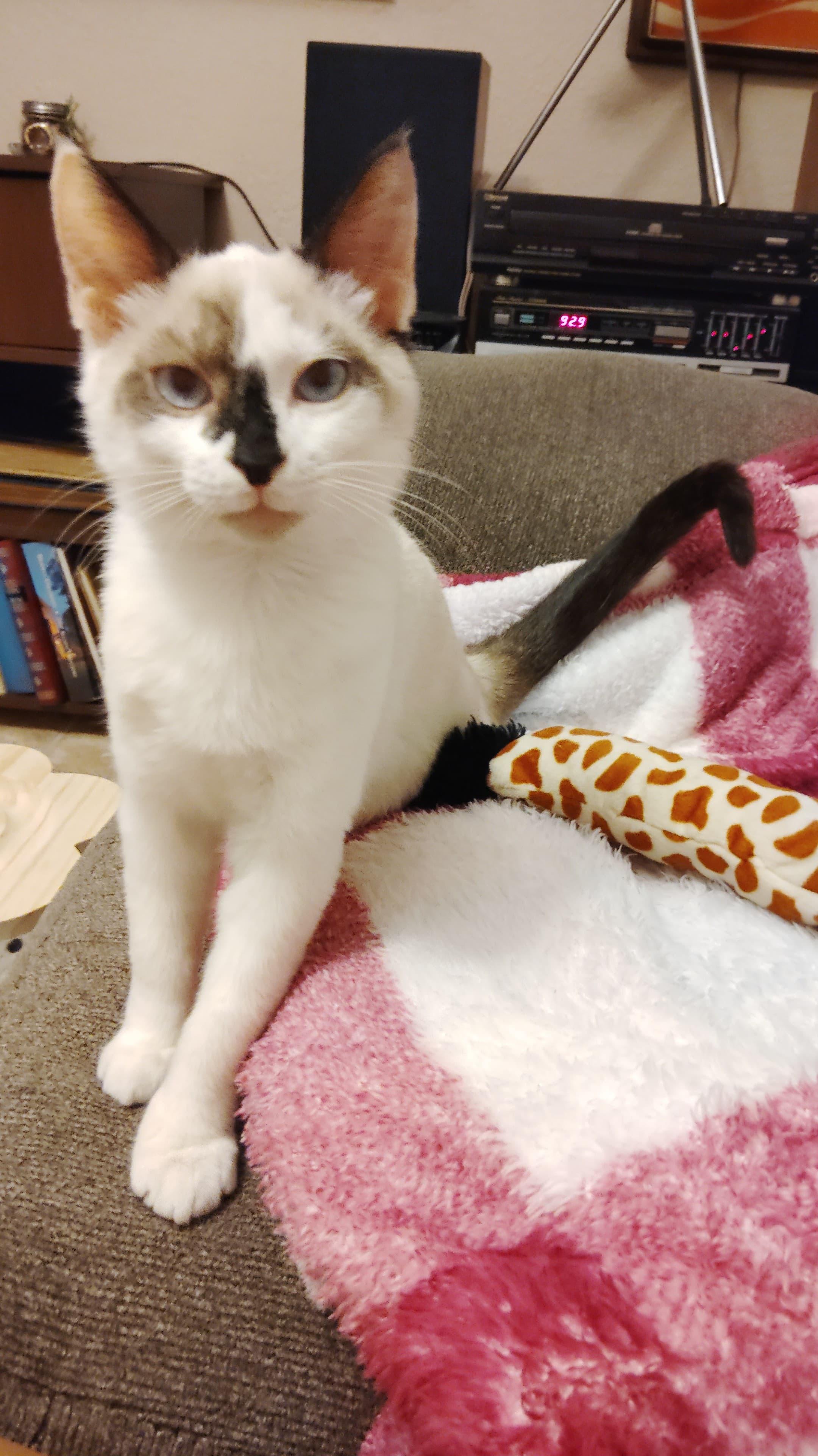 Enlarge Santy, an adopted Siamese in Boston, MA image 4/5