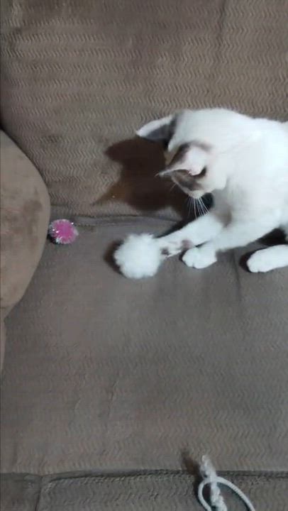 Enlarge Santy, an adopted Siamese in Boston, MA video 5/5