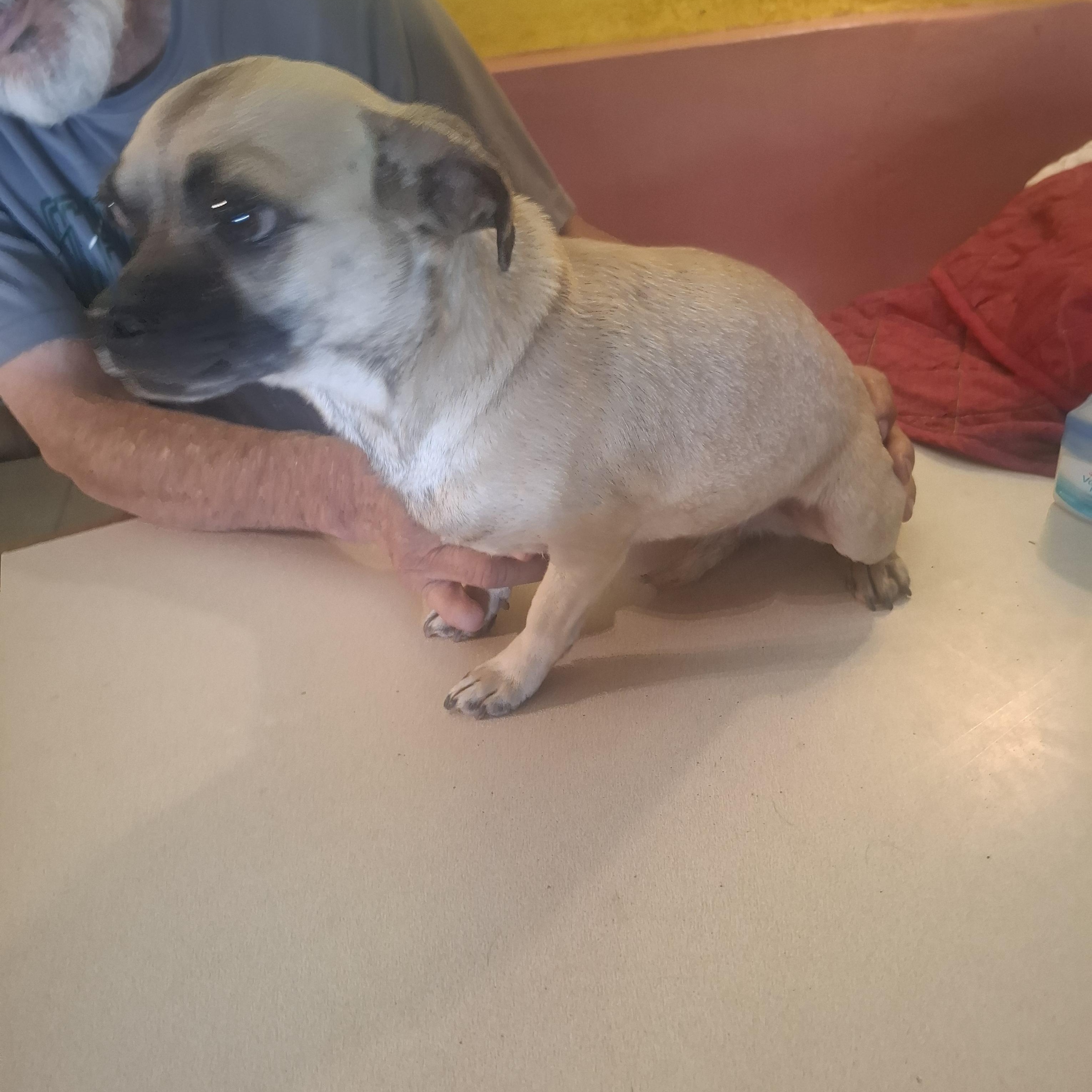 Toci, an adopted Puggle in Georgetown, TX image 3/3