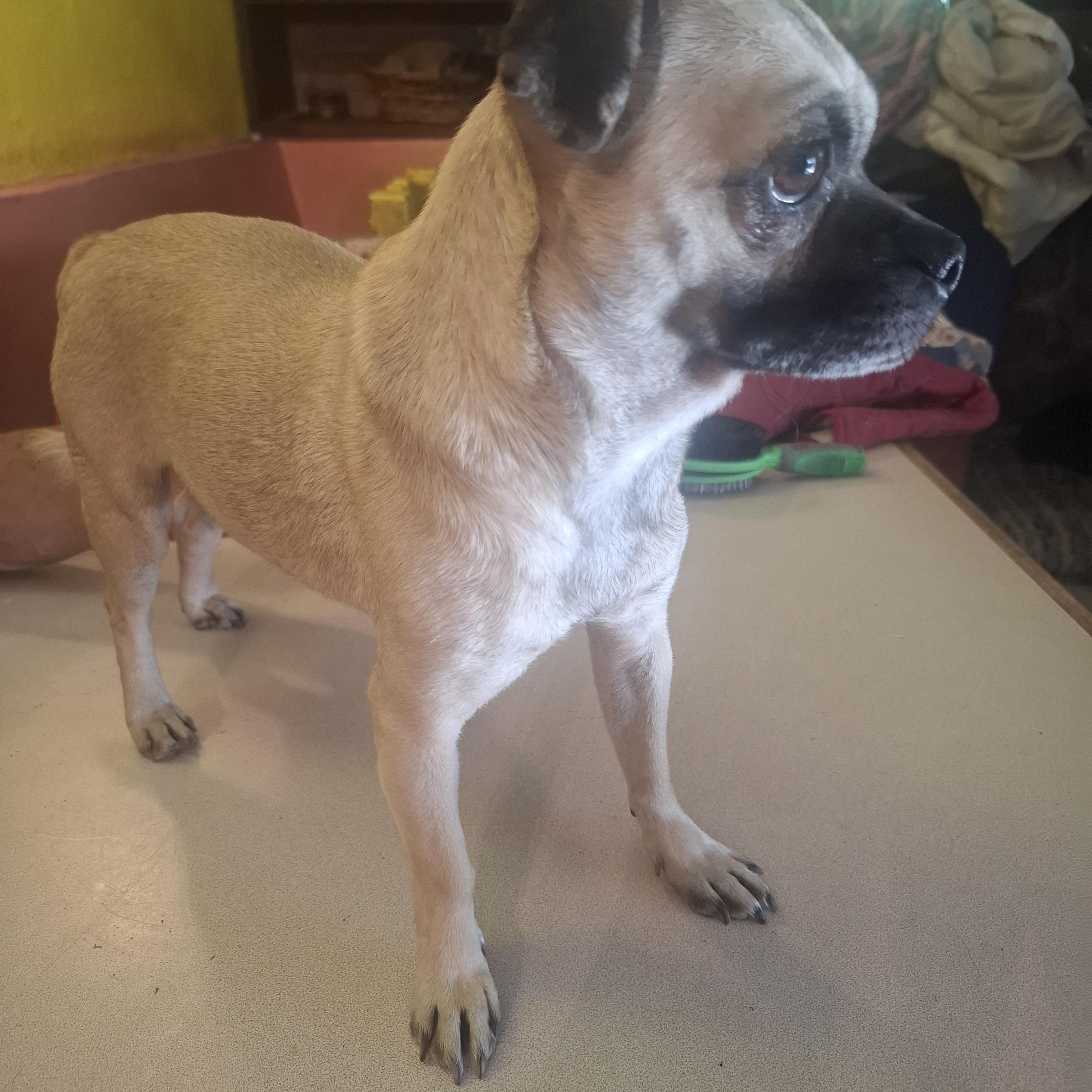 Toci, an adopted Puggle in Georgetown, TX image 2/3