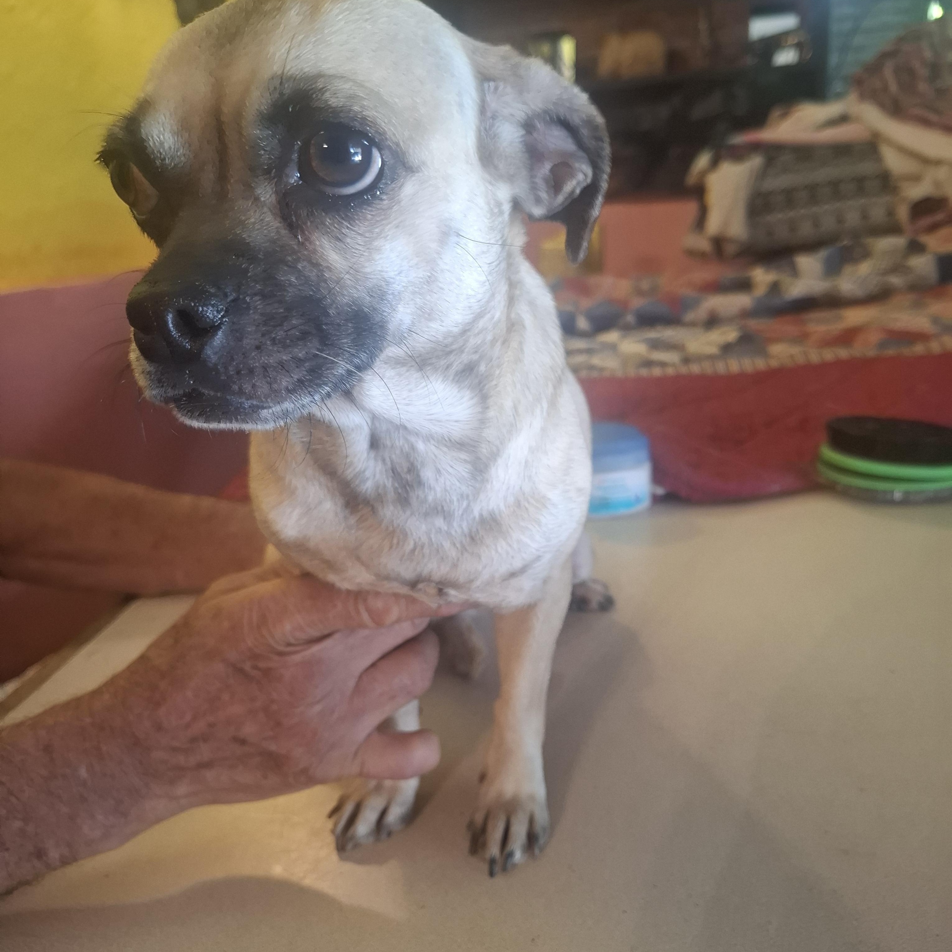 Toci, adopted, Young Female Puggle.
