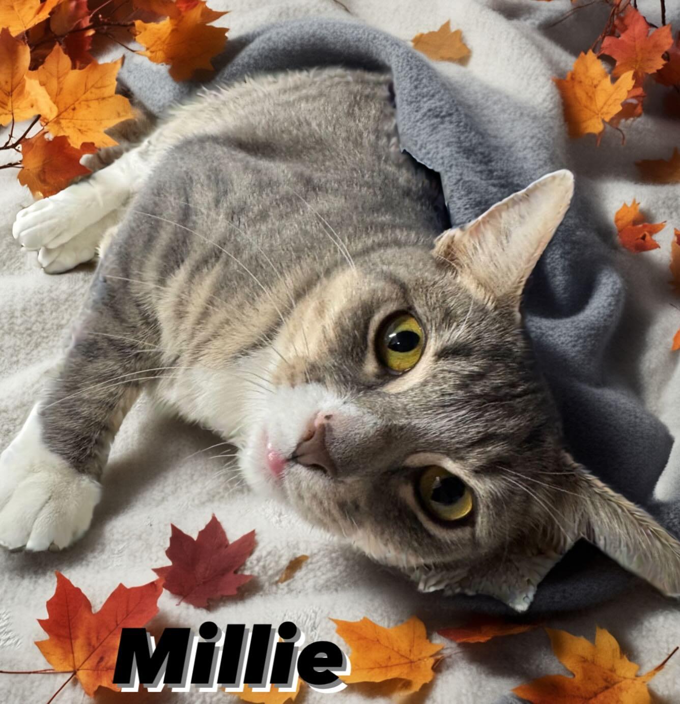 Millie Tag #1427, Adoptable, Young Female Domestic Short Hair.