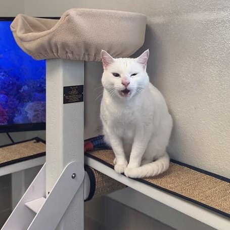 Enlarge Bowie, a ADOPTABLE Domestic Short Hair in Truckee, CA image 3/4