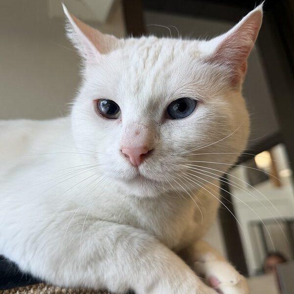 Enlarge Bowie, a ADOPTABLE Domestic Short Hair in Truckee, CA image 2/4