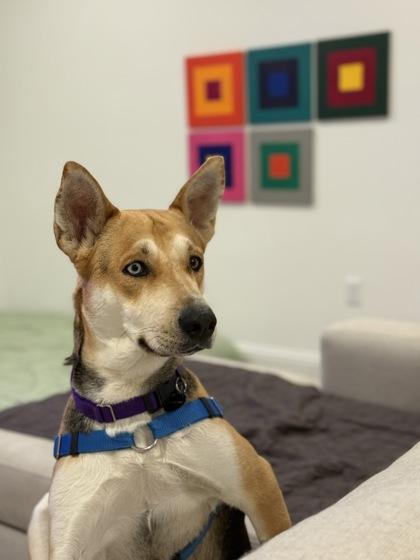 Enlarge Zooble , a Adoptable mixed breed in Sacramento, CA image 2/5