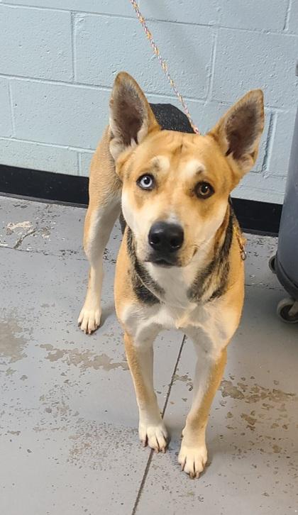 Enlarge Zooble , a Adoptable mixed breed in Sacramento, CA image 5/5