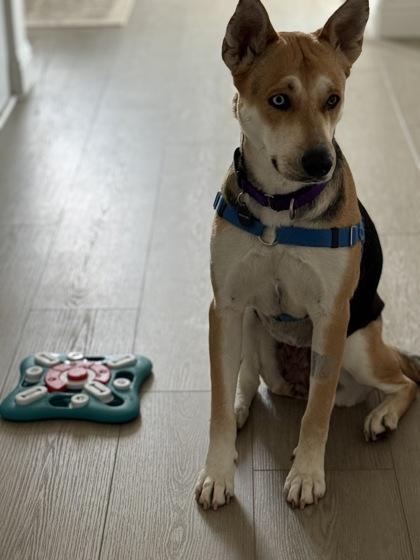 Enlarge Zooble , a Adoptable mixed breed in Sacramento, CA image 3/5