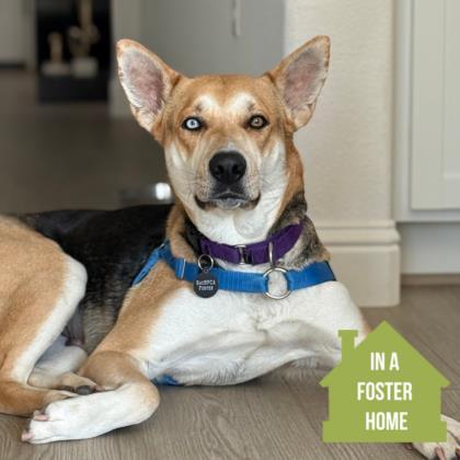 Enlarge Zooble , a Adoptable mixed breed in Sacramento, CA image 1/5