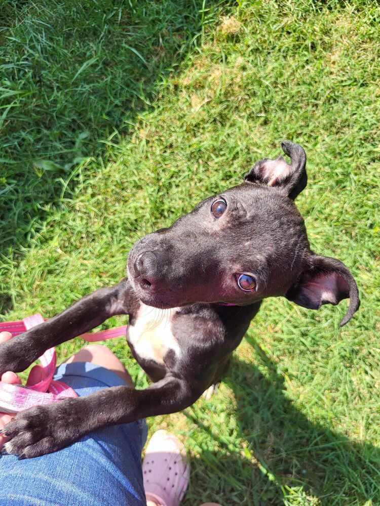 Popcorn, Adoptable, Adult Female Labrador Retriever.