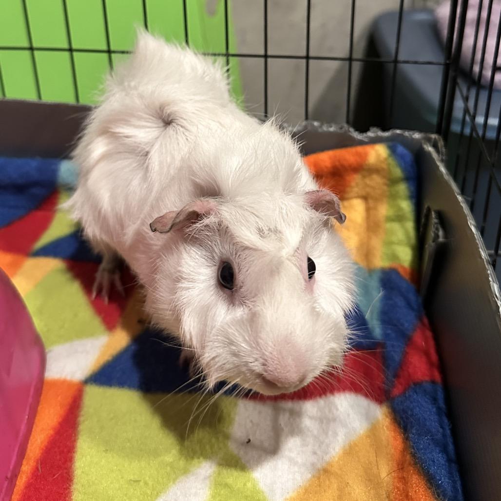 Roni (bonded with Cheese), Adoptable, Young Male Guinea Pig.