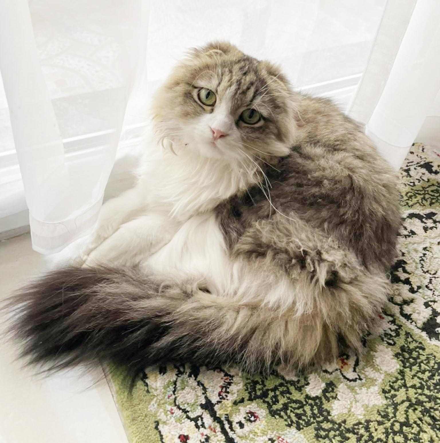 Milo is a marvelous ULTRA EXOTIC POOFBALL!  WOW!!  VIDEO!!