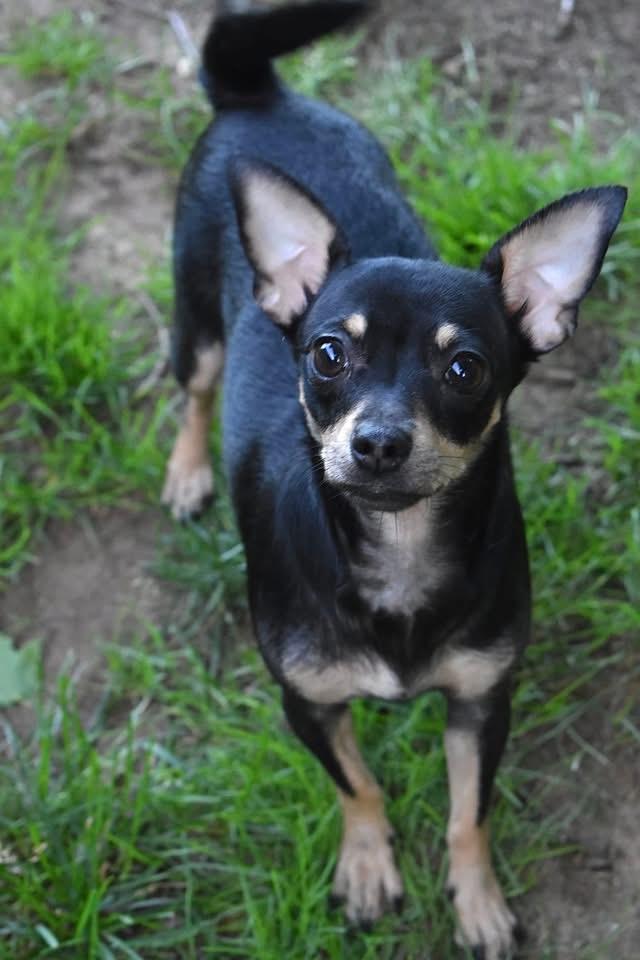 Sylvia, Young Female Chihuahua