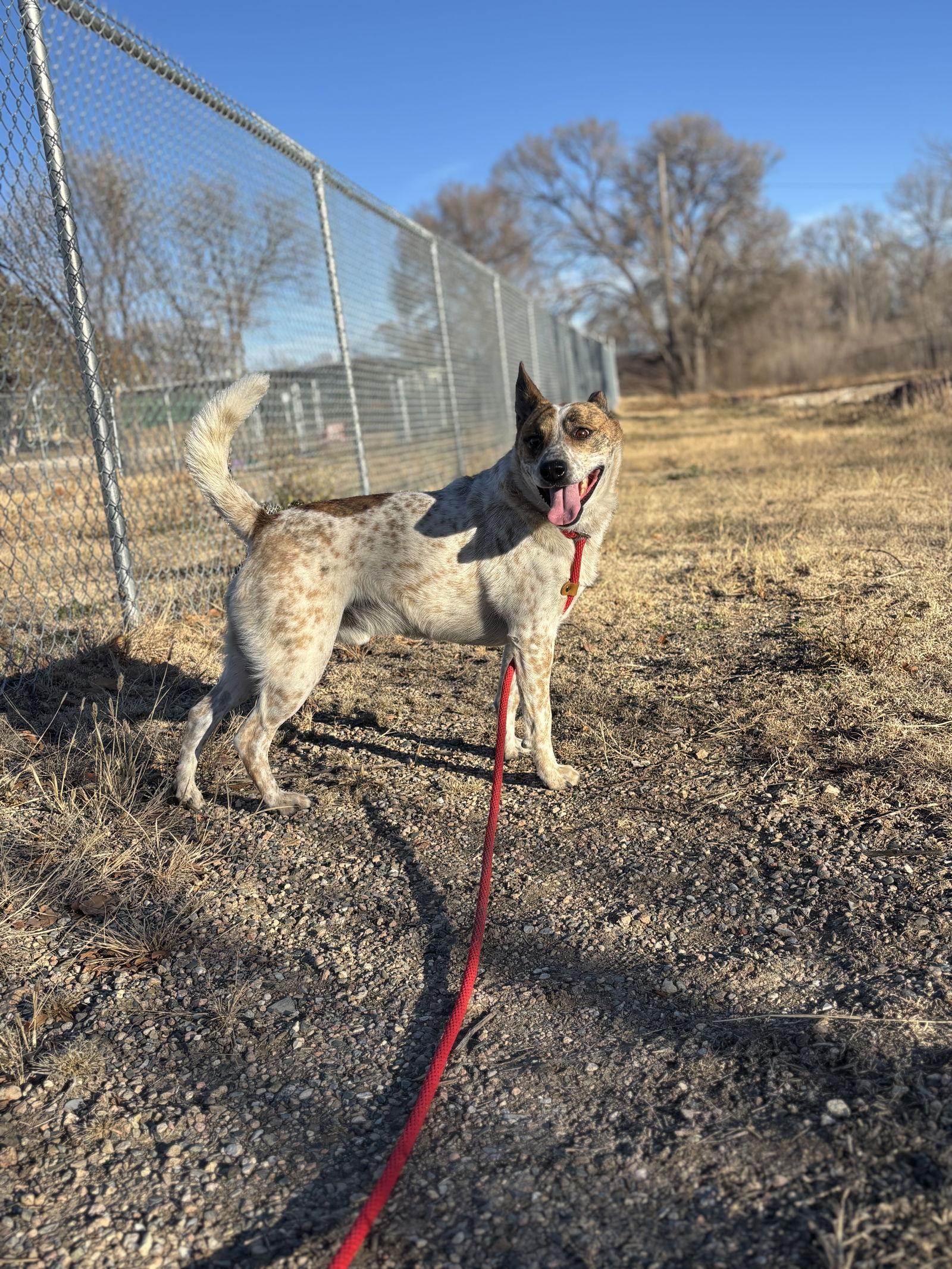 Benson, a Adoptable Australian Cattle Dog / Blue Heeler in Las Vegas, NM image 1/3