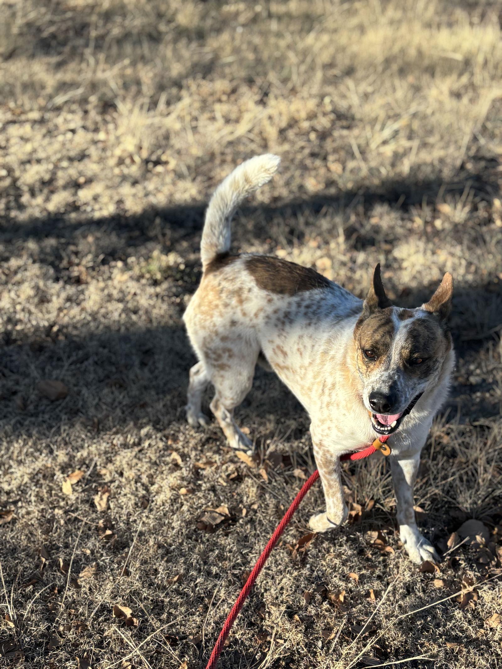 Benson, a Adoptable Australian Cattle Dog / Blue Heeler in Las Vegas, NM image 2/3